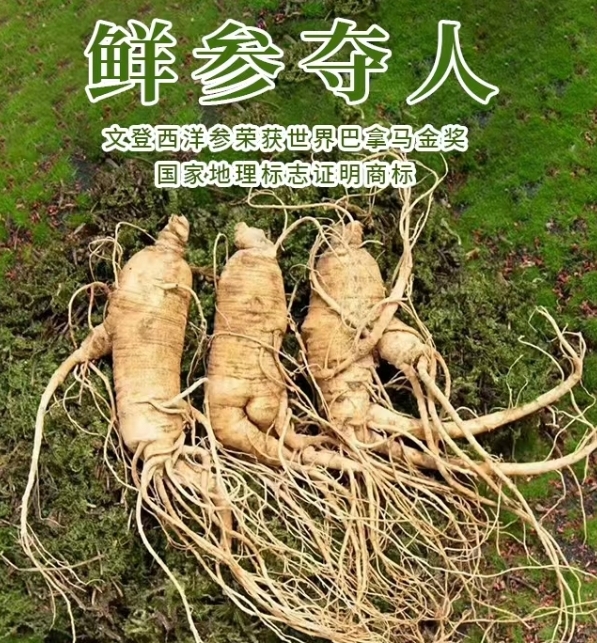 鲜西洋参.